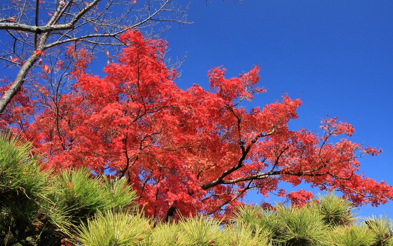 Maple sky wallpaper (3) #18 - 1280x800