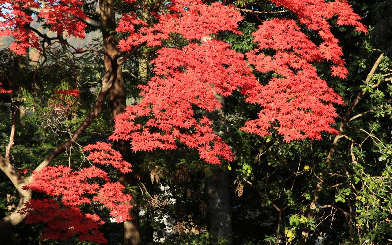 枫叶满天 壁纸(三)19 - 1280x800