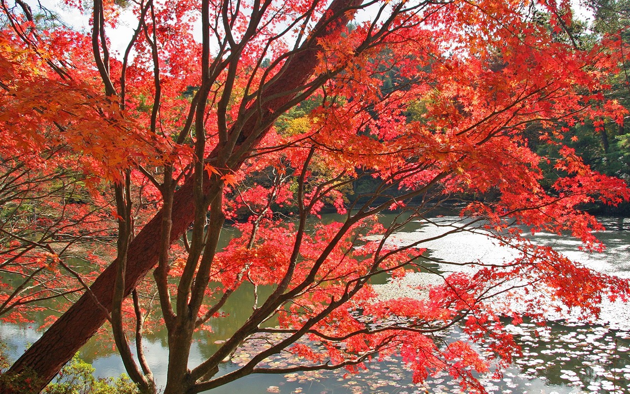 枫叶满天 壁纸(三)20 - 1280x800