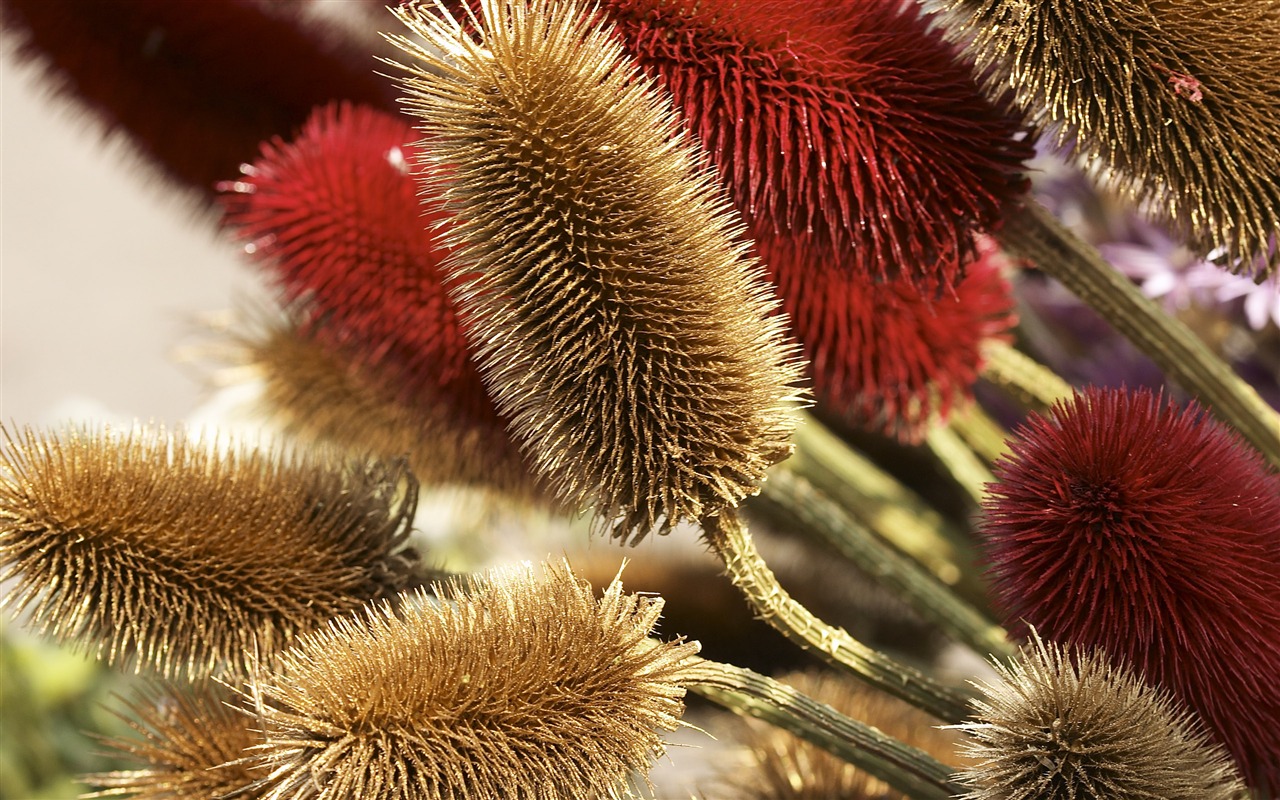 超大鲜花特写 壁纸(六)1 - 1280x800