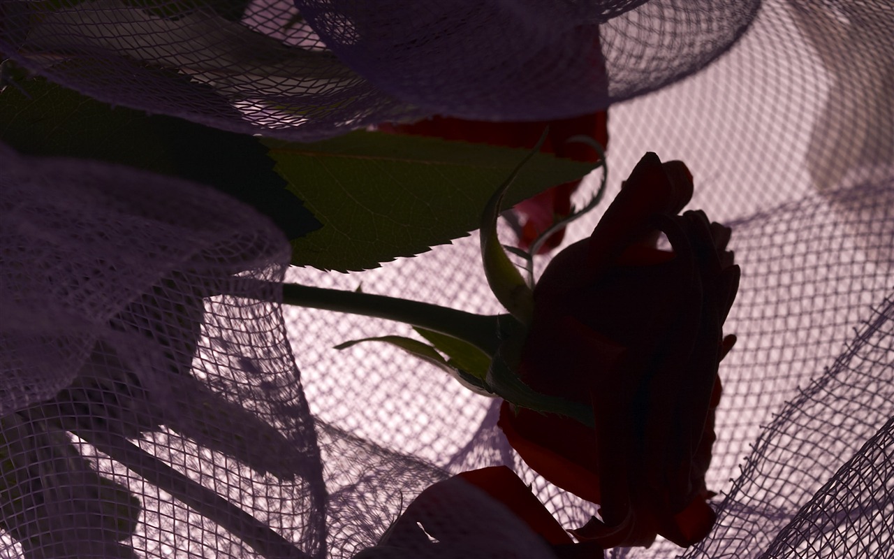 대형 꽃 기능 바탕 화면 (6) #9 - 1280x800