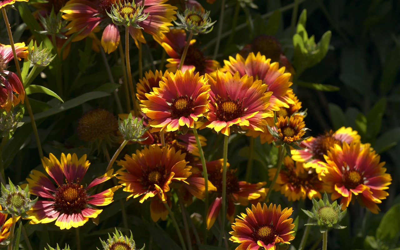 Large Flower Feature Wallpaper (6) #20 - 1280x800