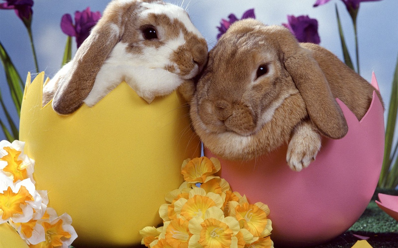 Rabbit Foto tapety (1) #1 - 1280x800