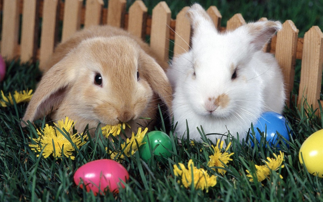 Rabbit Foto tapety (1) #5 - 1280x800
