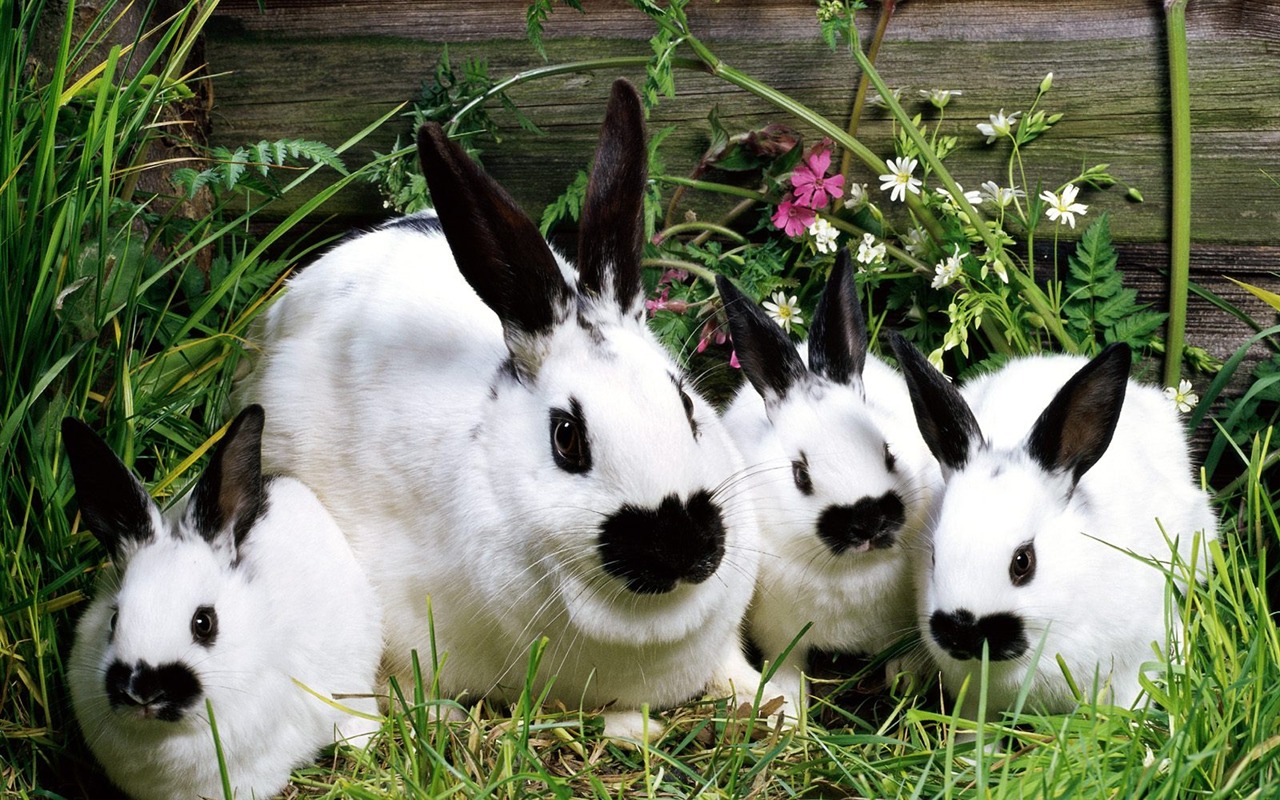 Rabbit Foto tapety (1) #6 - 1280x800