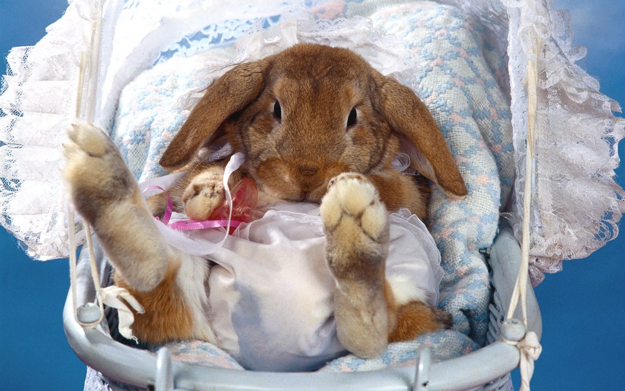 Rabbit Foto tapety (1) #7 - 1280x800