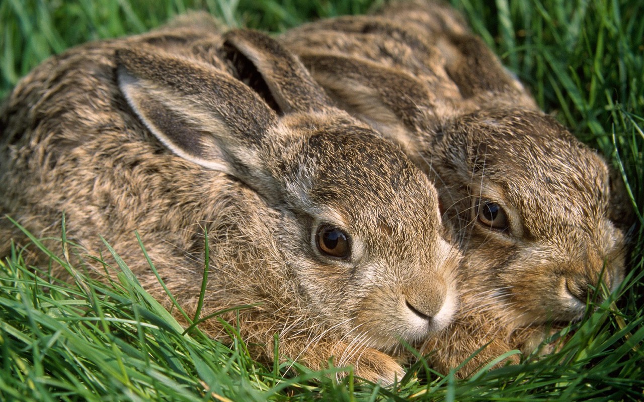 Rabbit Foto tapety (1) #11 - 1280x800