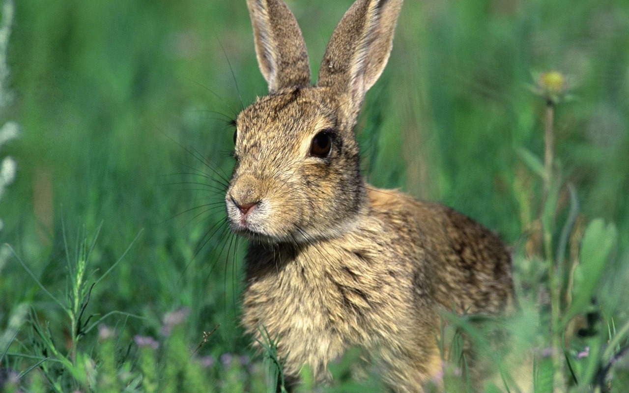 Rabbit Foto tapety (1) #12 - 1280x800