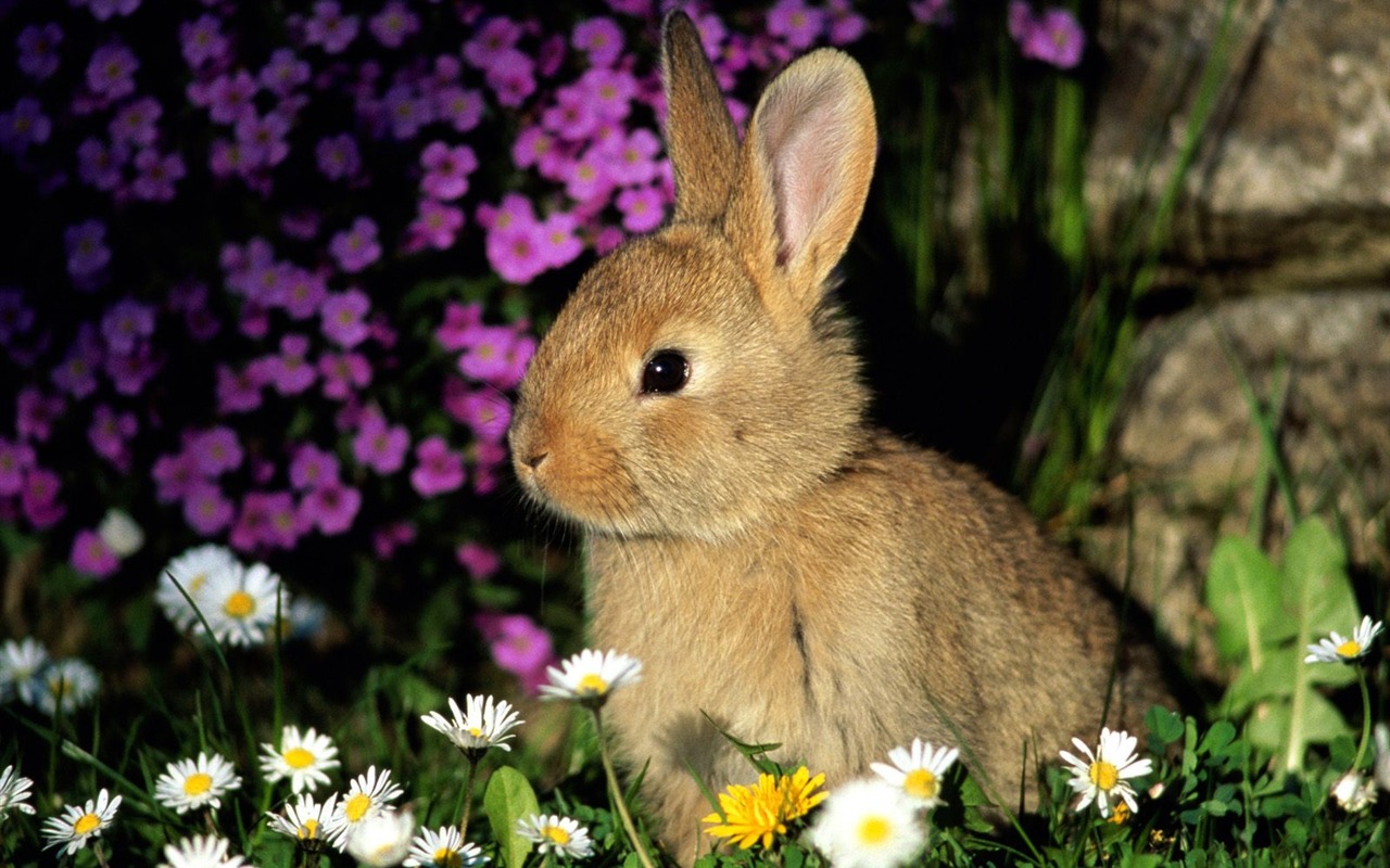 Rabbit Foto tapety (1) #13 - 1280x800