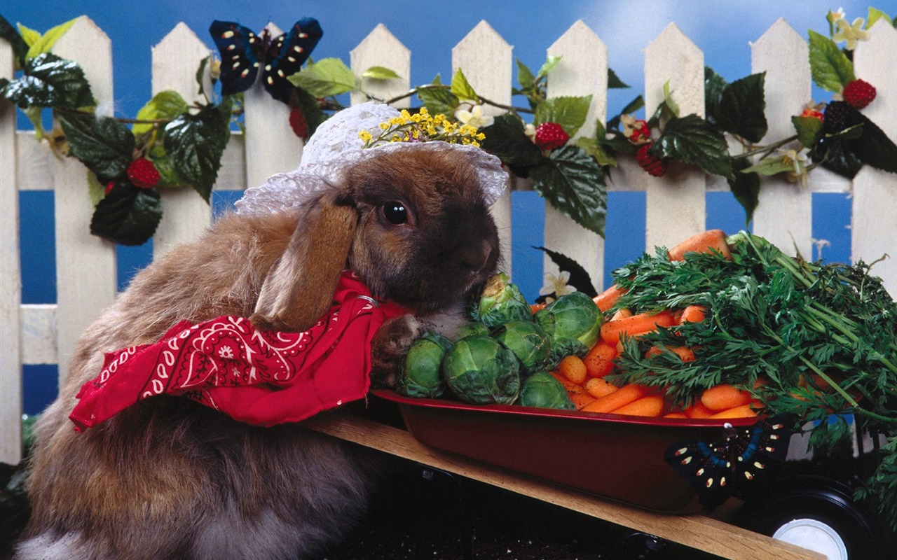 Rabbit Foto tapety (1) #15 - 1280x800