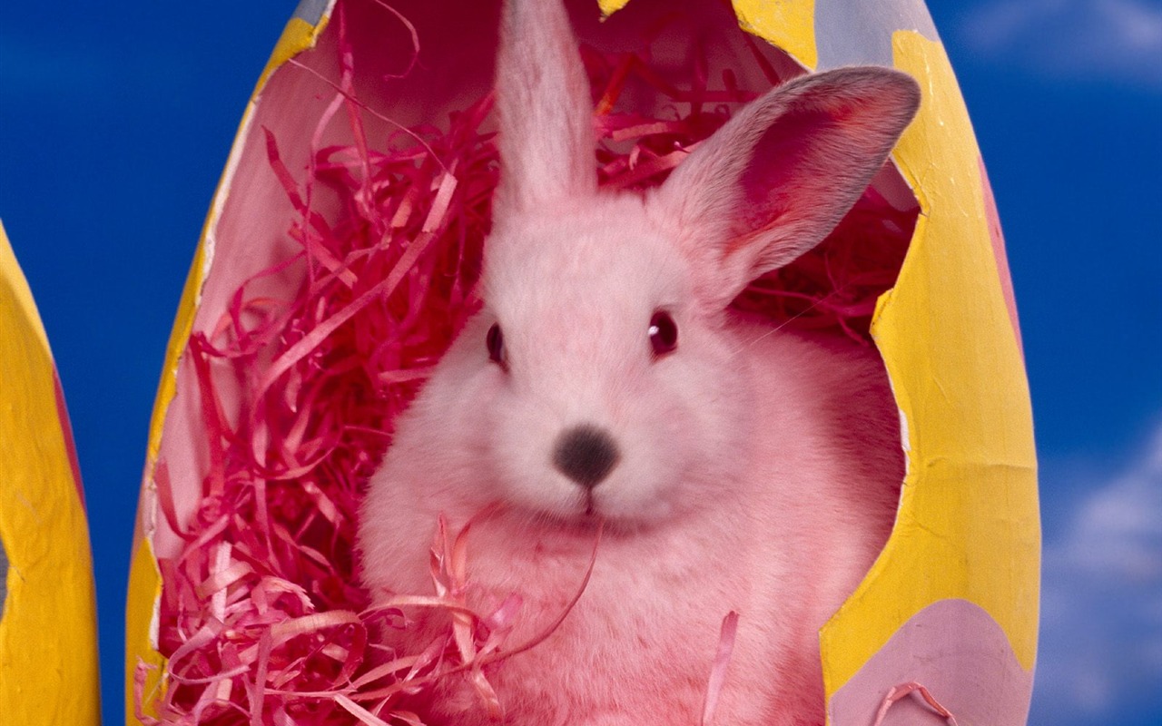 Rabbit Foto tapety (1) #16 - 1280x800