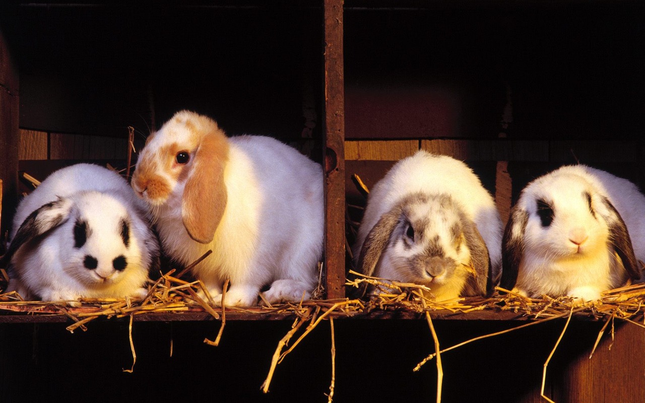 Rabbit Foto tapety (1) #17 - 1280x800