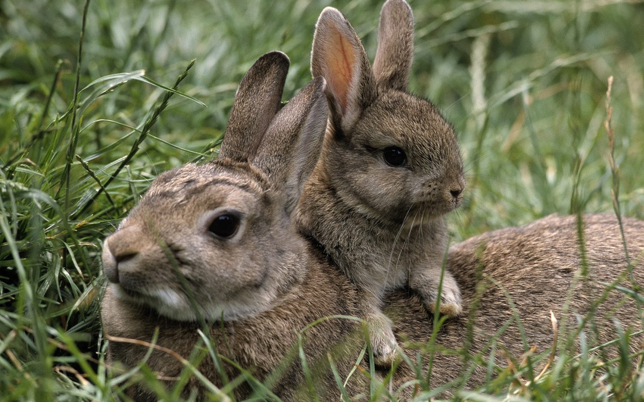 Rabbit Foto tapety (1) #18 - 1280x800