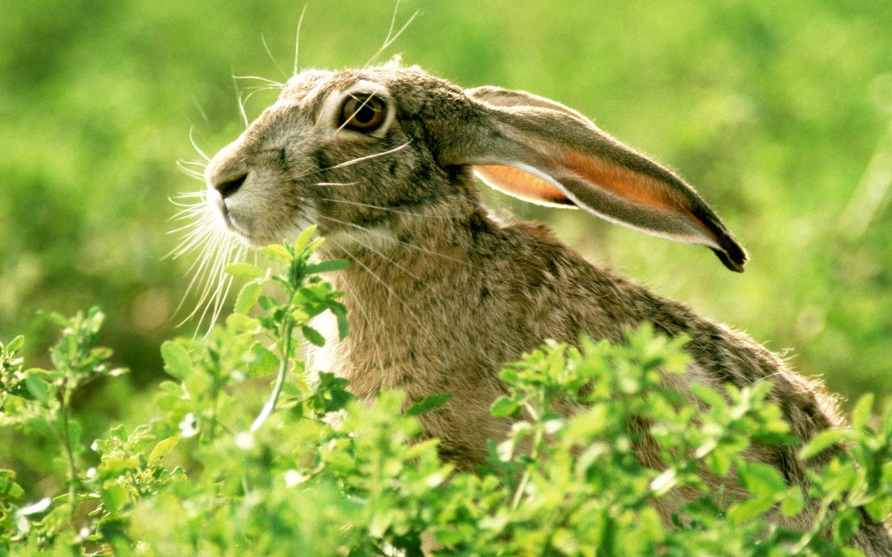 Rabbit Foto tapety (1) #19 - 1280x800