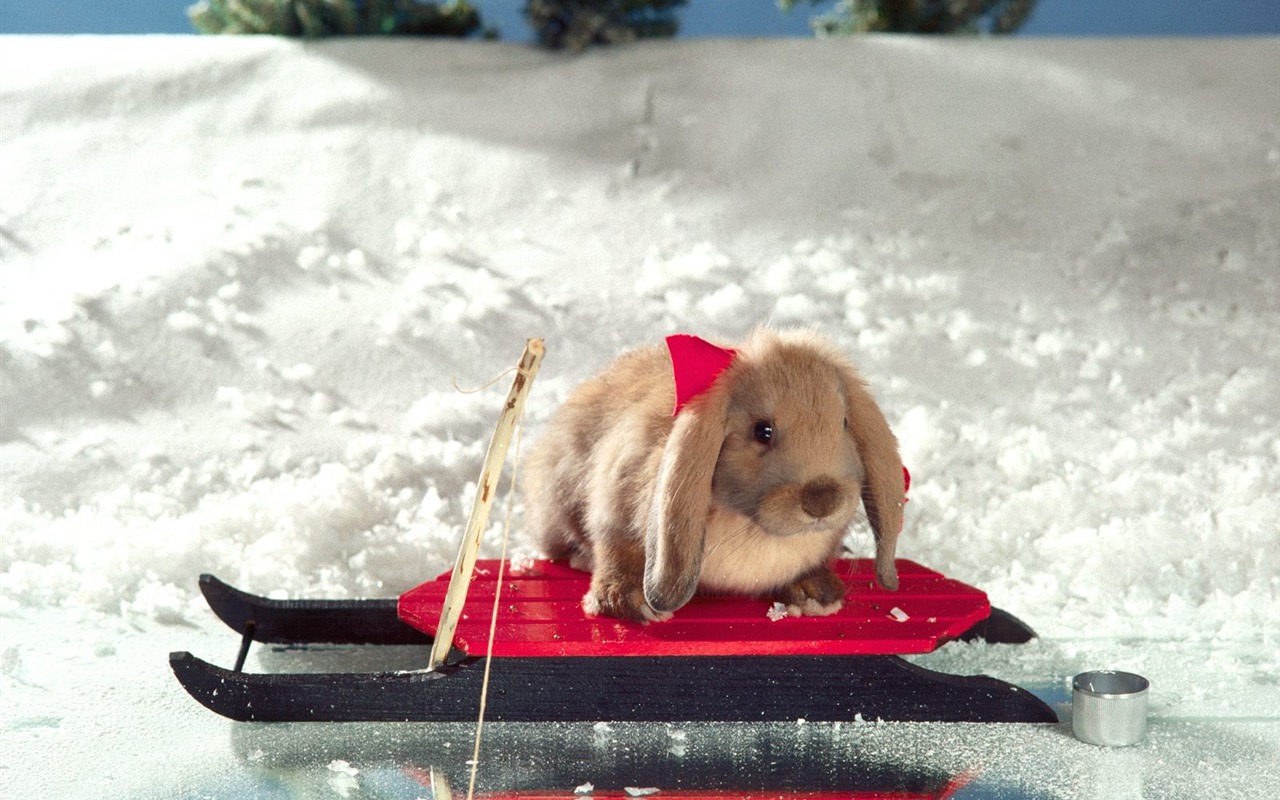 Rabbit Foto tapety (1) #20 - 1280x800