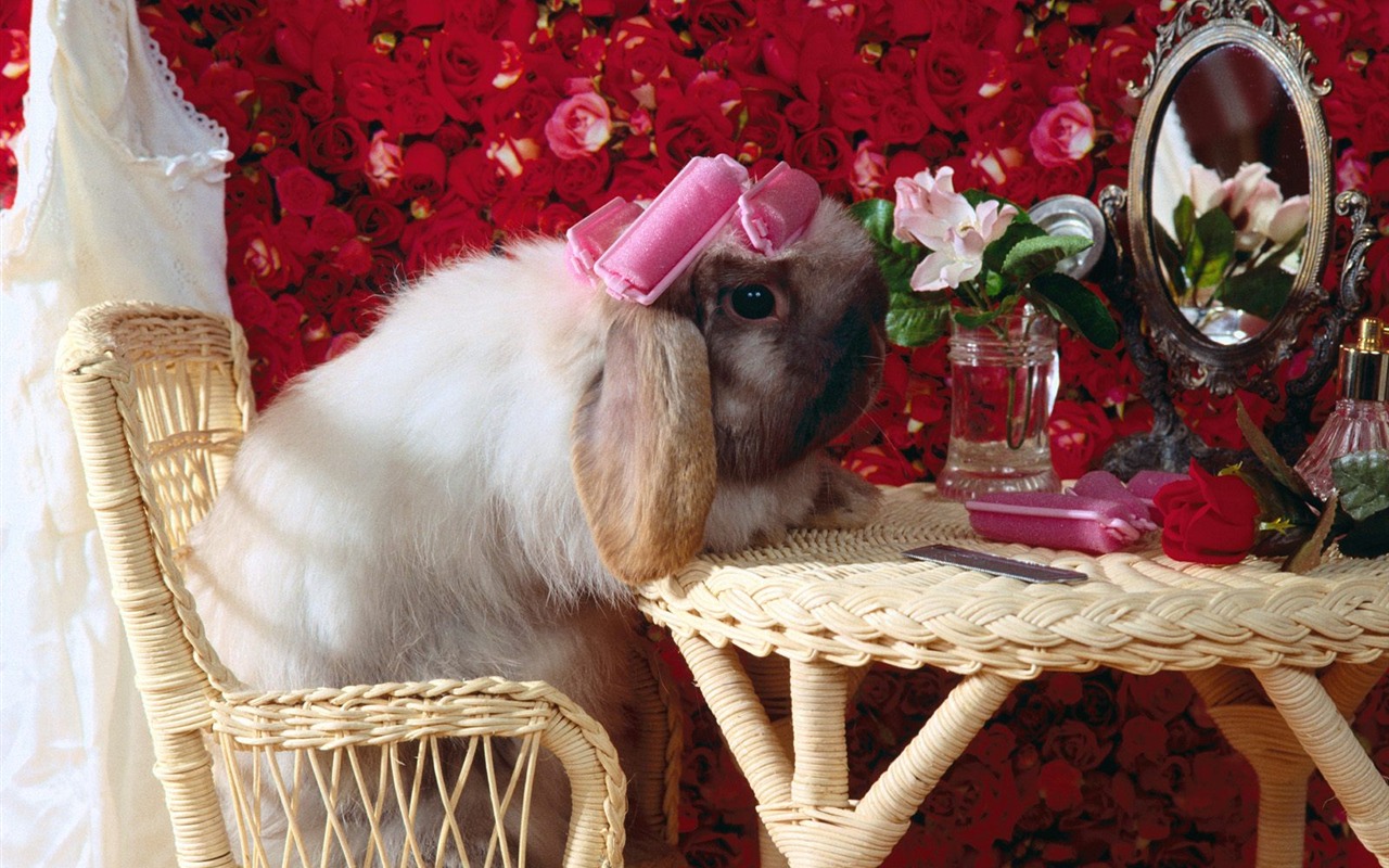 Rabbit Foto tapety (1) #21 - 1280x800