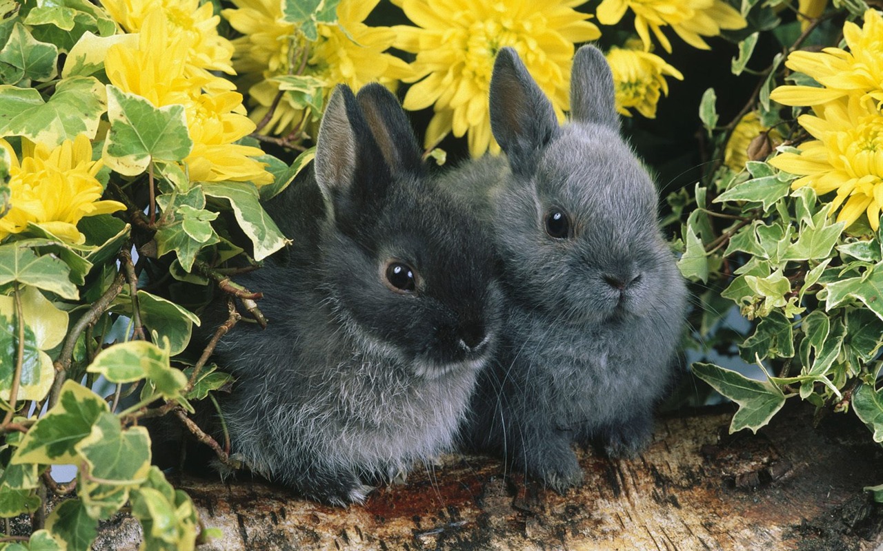 Rabbit Foto tapety (1) #24 - 1280x800