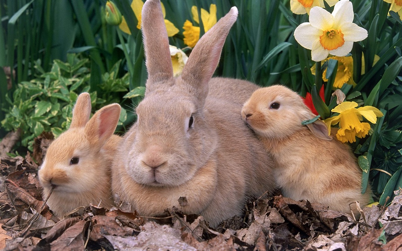 Rabbit Foto tapety (1) #27 - 1280x800