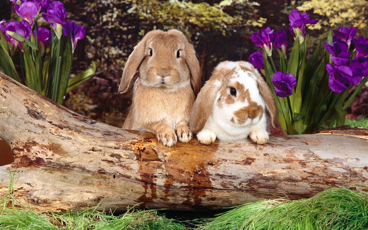 Rabbit Foto tapety (1) #29 - 1280x800