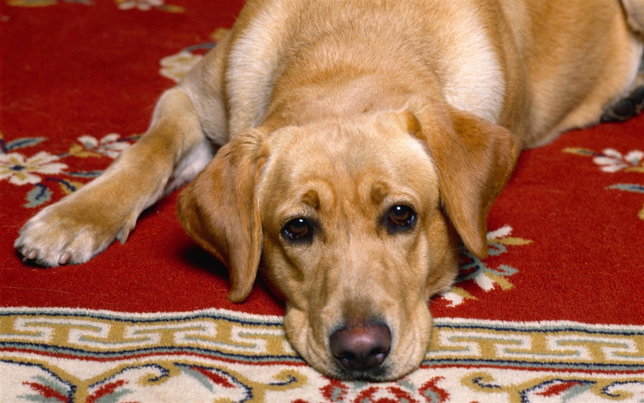 Puppy Photo HD wallpapers (3) #2 - 1280x800