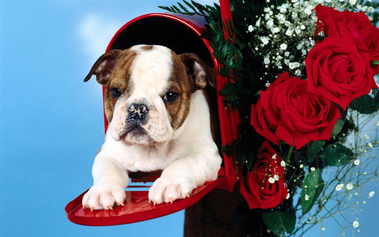 Puppy Foto HD Tapety na plochu (3) #4 - 1280x800