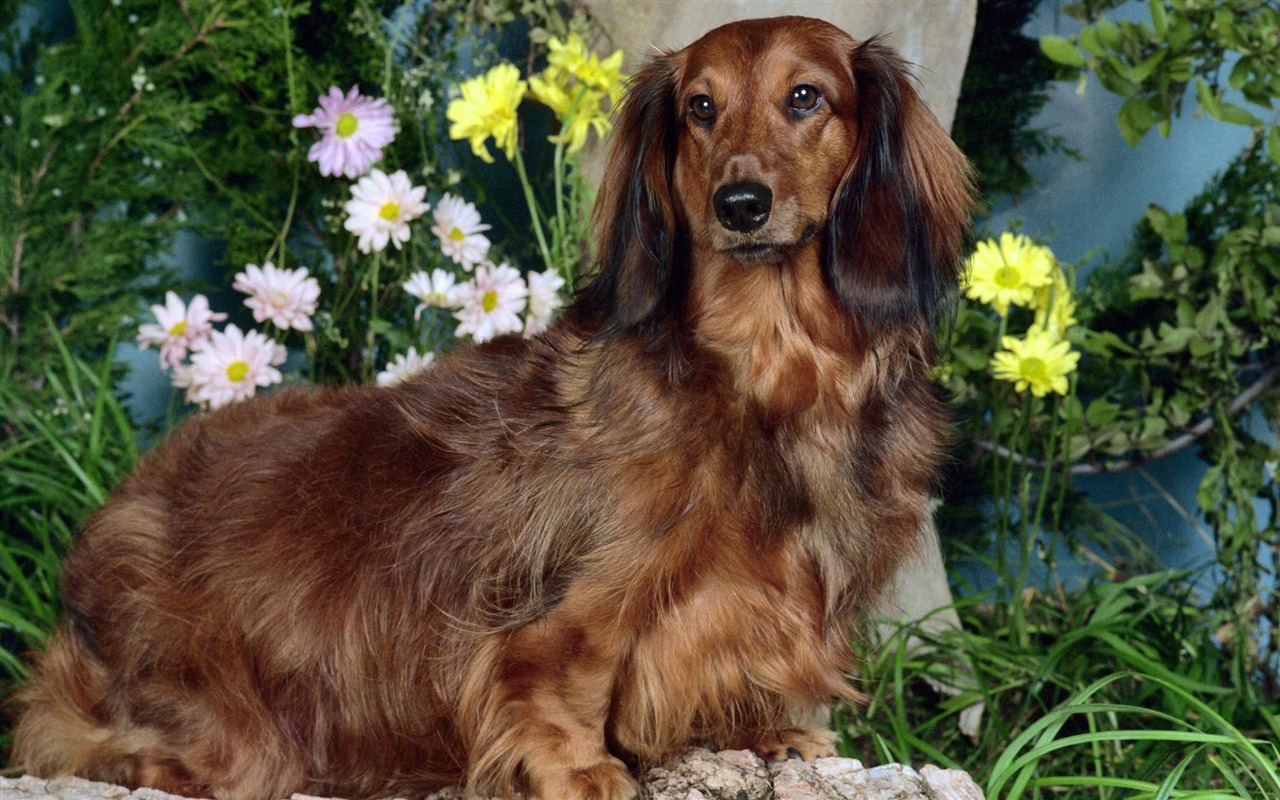 Puppy Foto HD Tapety na plochu (3) #6 - 1280x800