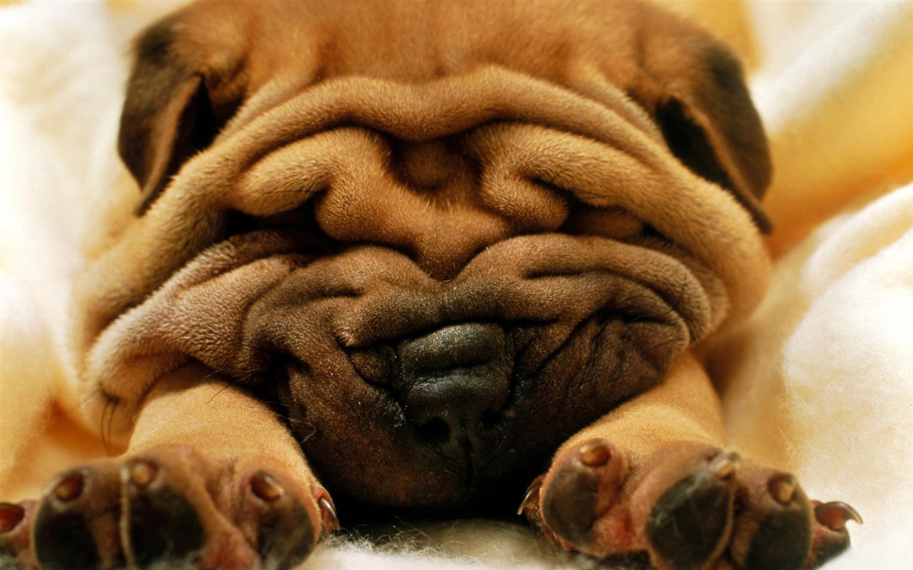 Puppy Foto HD Tapety na plochu (3) #8 - 1280x800
