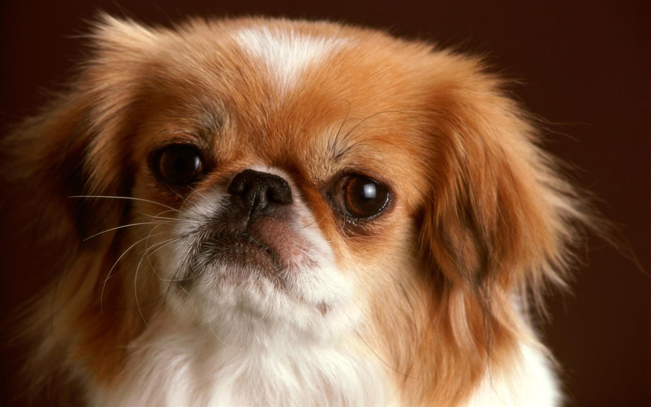 Puppy Foto HD Tapety na plochu (3) #12 - 1280x800