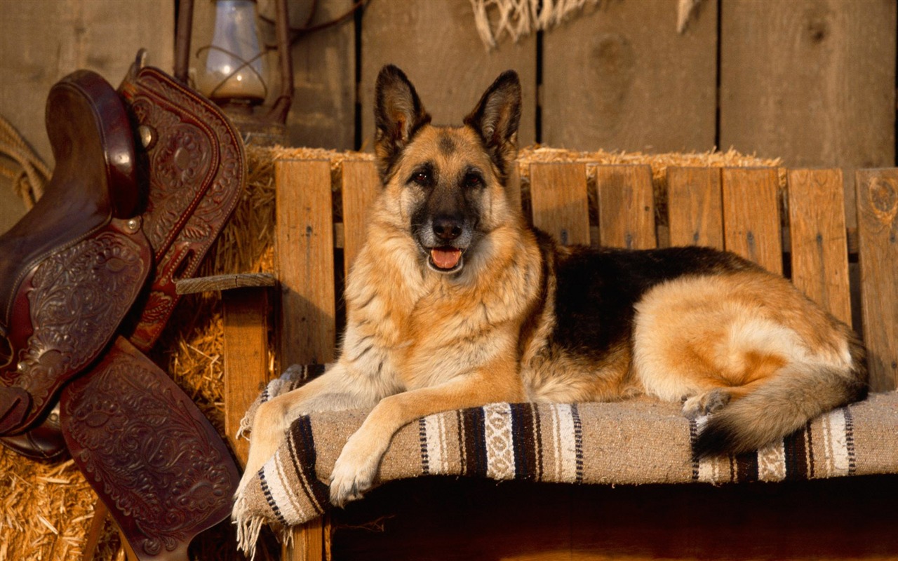 Puppy Photo HD wallpapers (3) #15 - 1280x800