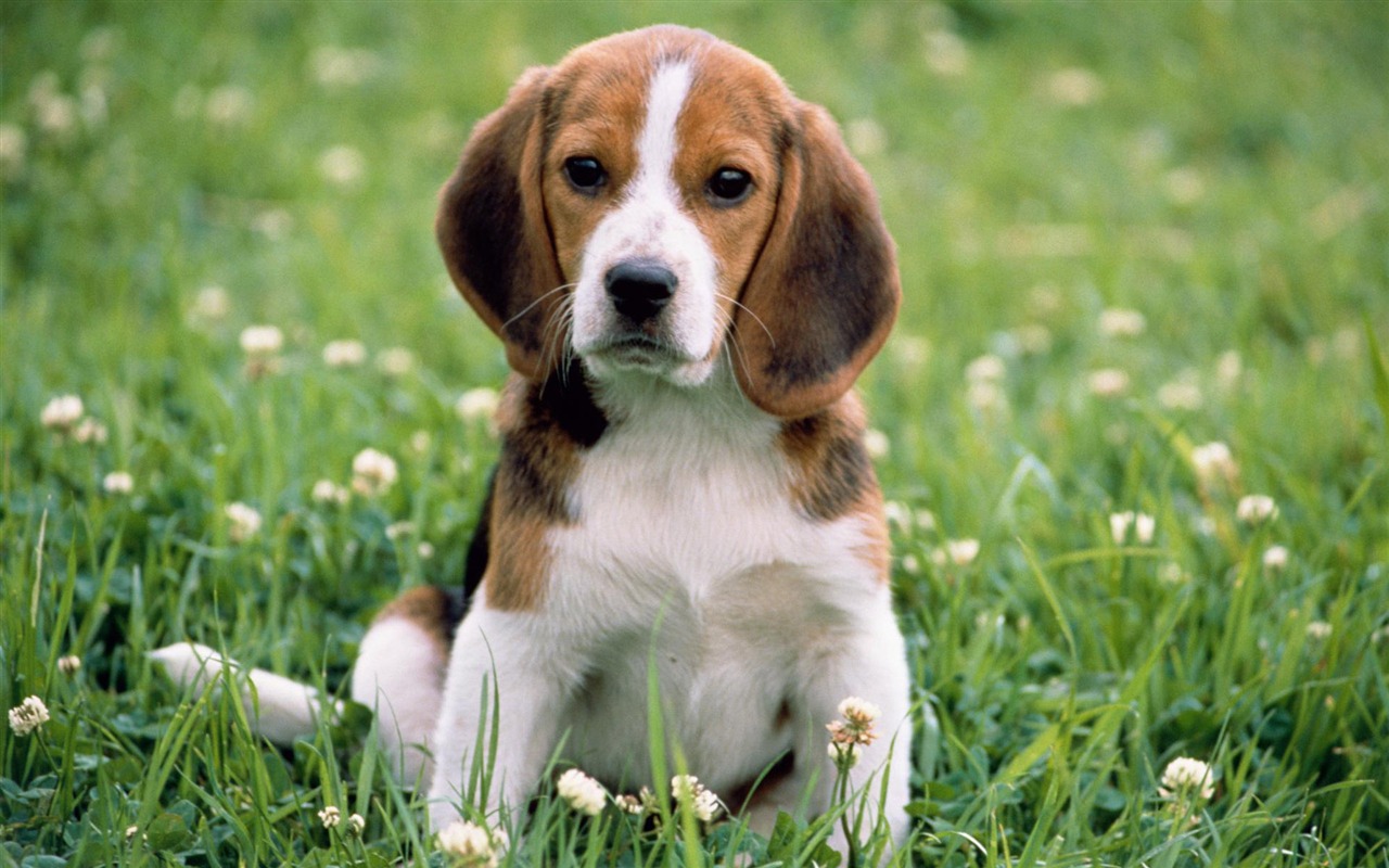 Puppy Foto HD Tapety na plochu (3) #16 - 1280x800