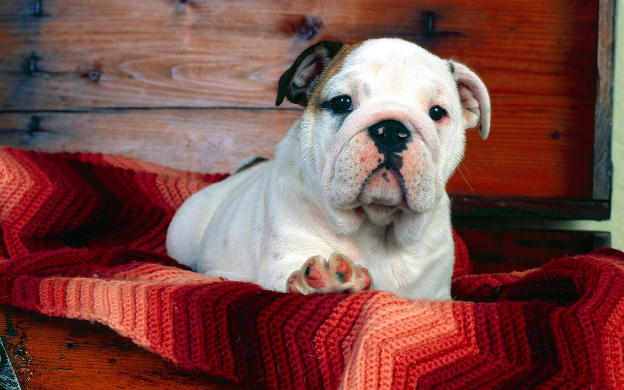 Puppy Foto HD Tapety na plochu (3) #18 - 1280x800