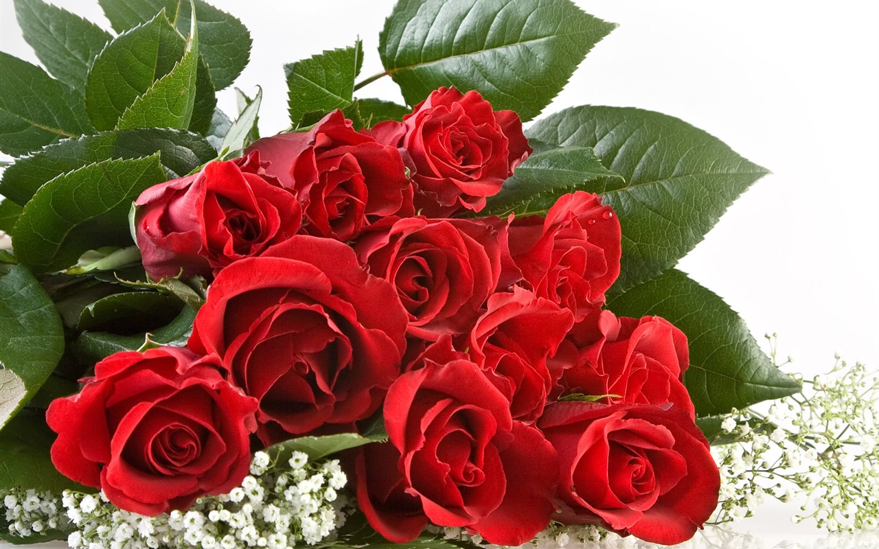 Rose Photo Wallpaper (1) #1 - 1280x800