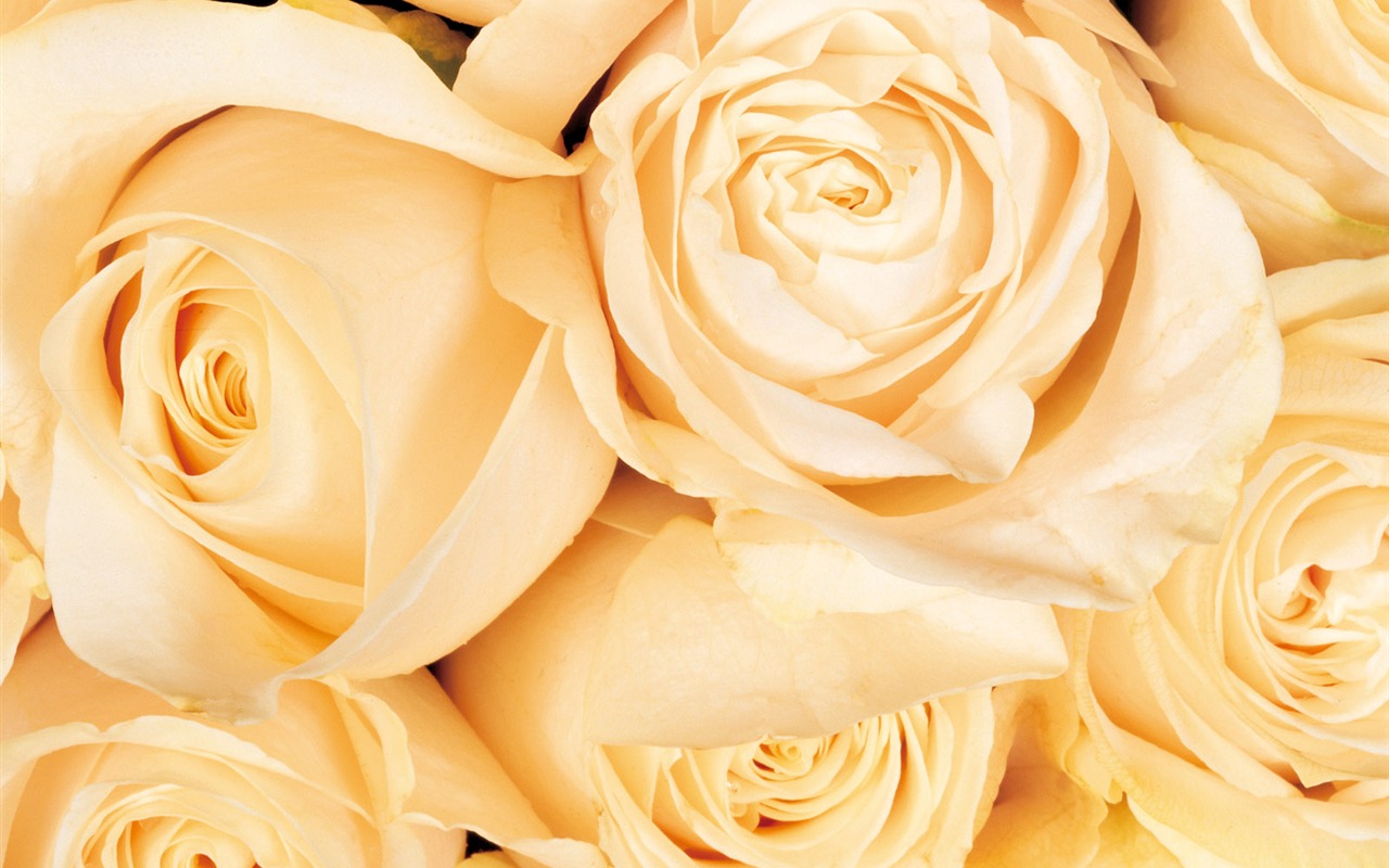 Rose Photo Wallpaper (1) #2 - 1280x800