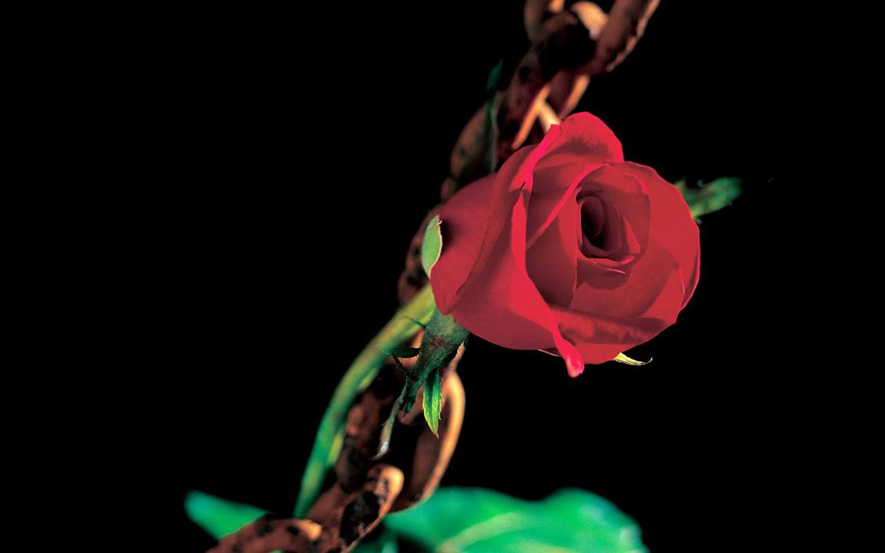 Rose Photo Wallpaper (1) #6 - 1280x800