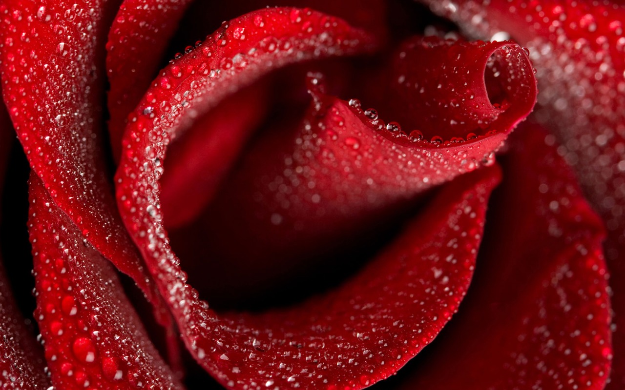 Rose Photo Wallpaper (1) #7 - 1280x800