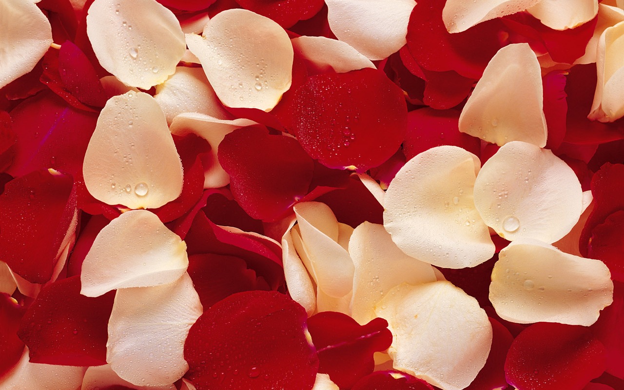 Rose Photo Wallpaper (1) #11 - 1280x800
