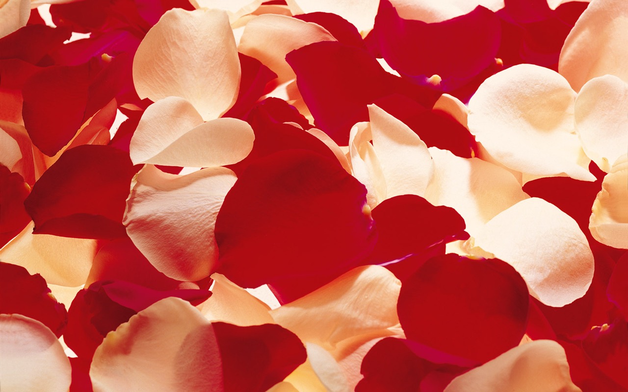 Rose Foto tapety (1) #12 - 1280x800