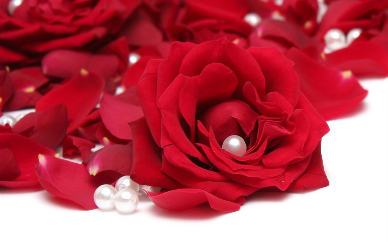 Rose Photo Wallpaper (1) #13 - 1280x800