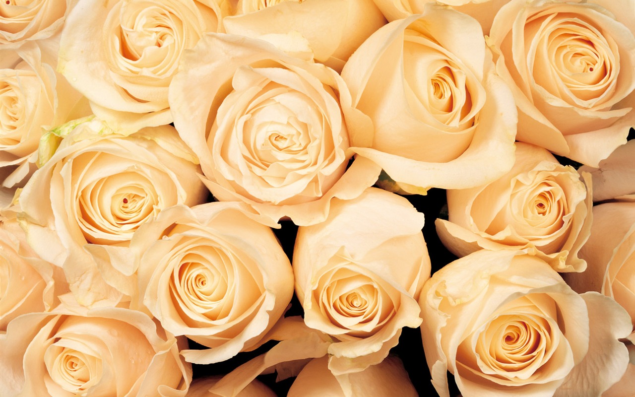 Rose Photo Wallpaper (1) #16 - 1280x800