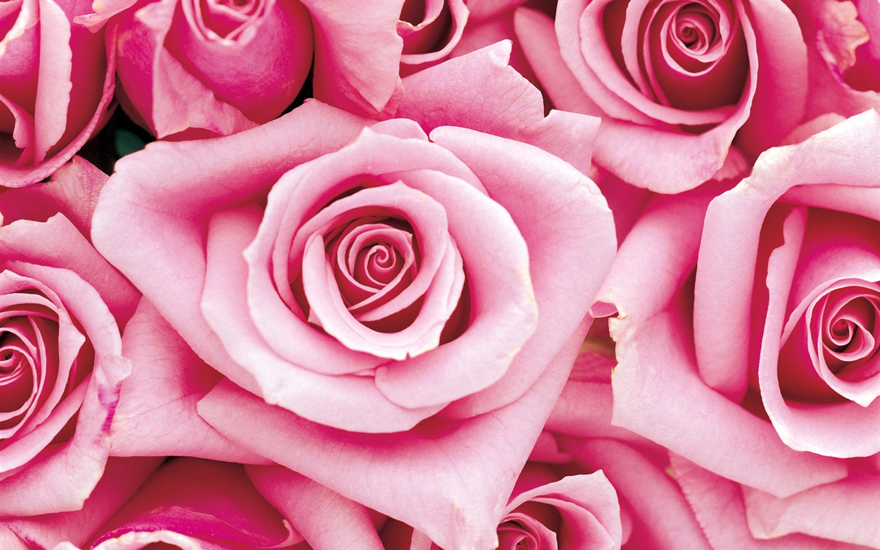 Rose Photo Wallpaper (1) #18 - 1280x800