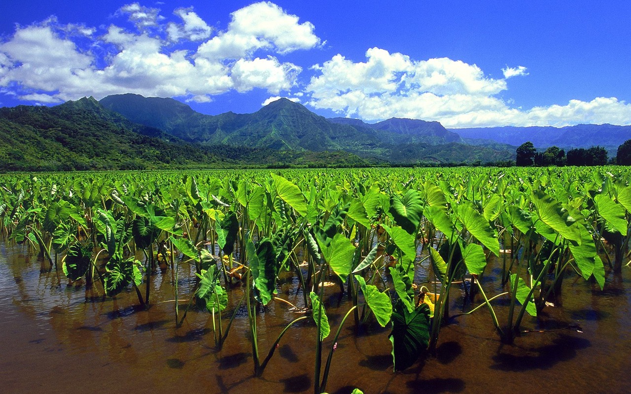 Hermoso paisaje de Hawai Wallpaper #27 - 1280x800