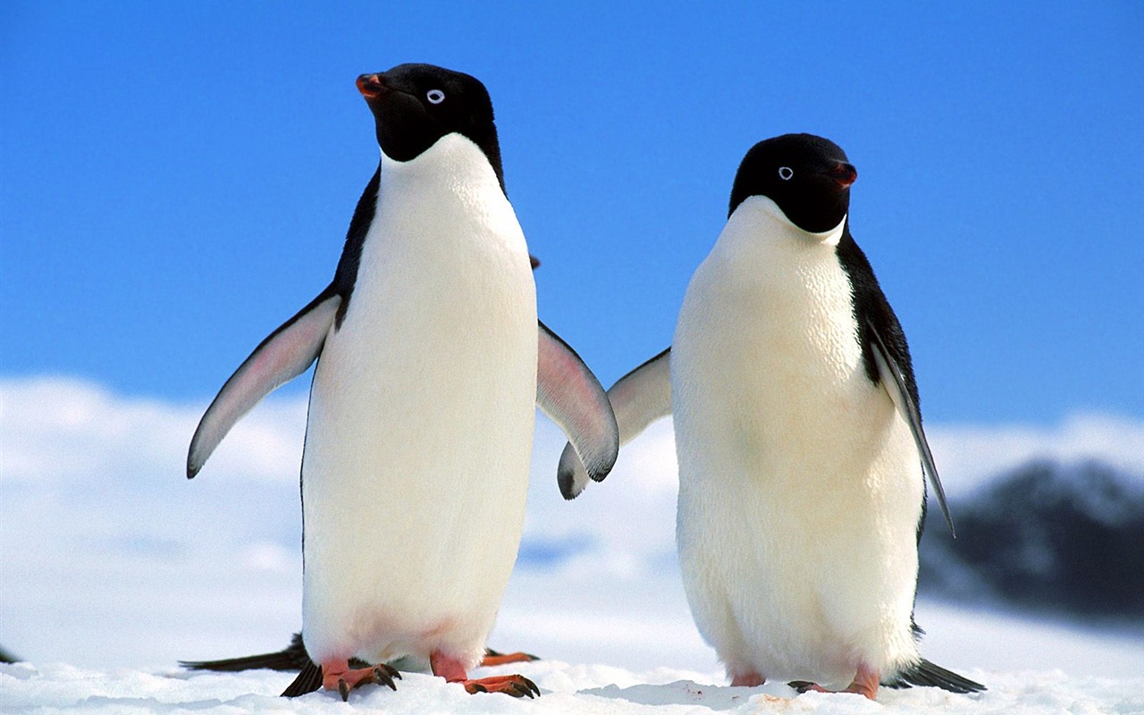 Penguin Foto Wallpaper #1 - 1280x800