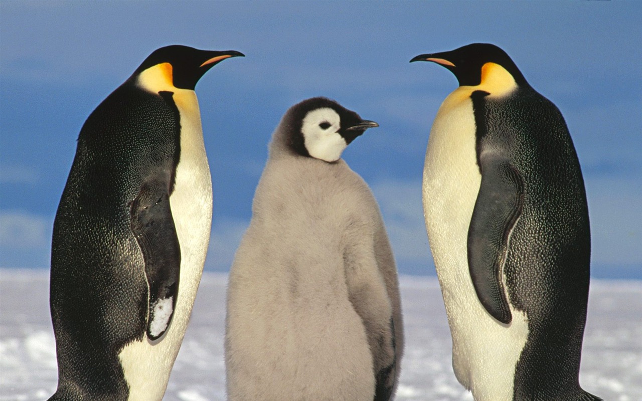 Penguin Foto Wallpaper #2 - 1280x800
