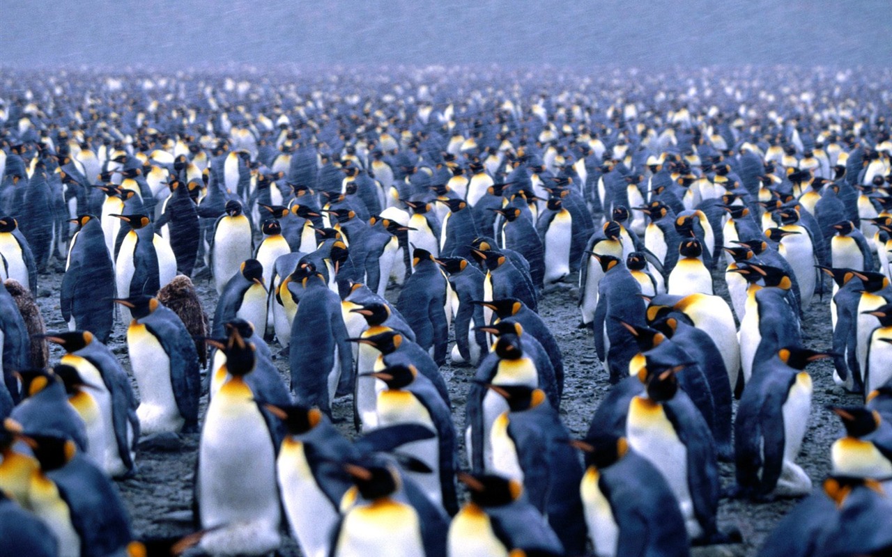 Penguin Foto Wallpaper #4 - 1280x800