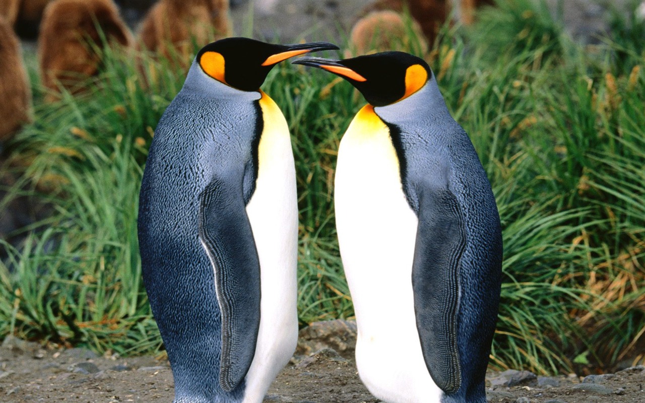 Penguin Foto Wallpaper #5 - 1280x800