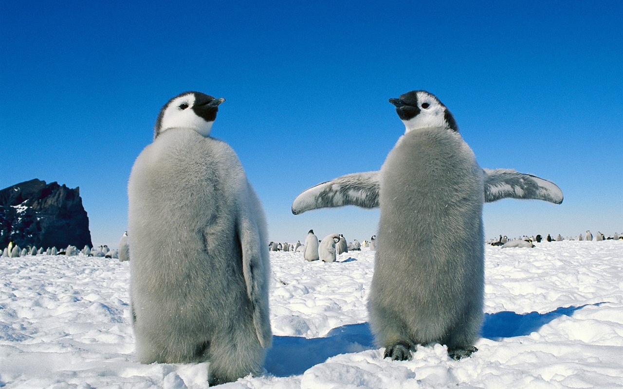 Penguin Foto Wallpaper #6 - 1280x800