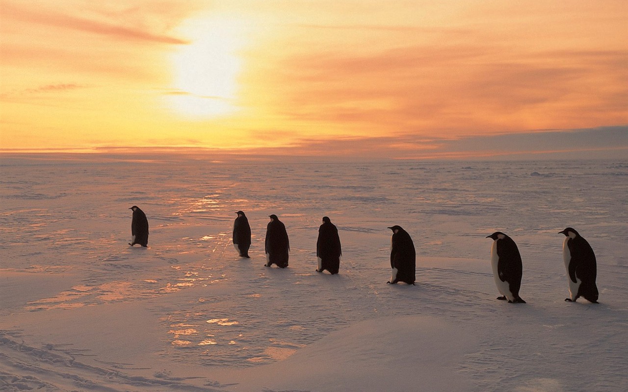 Penguin Foto Wallpaper #7 - 1280x800