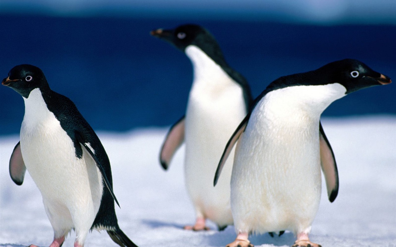 Penguin Foto Wallpaper #13 - 1280x800