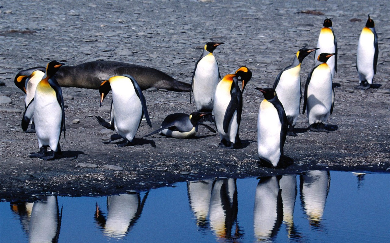 Penguin Foto Wallpaper #15 - 1280x800