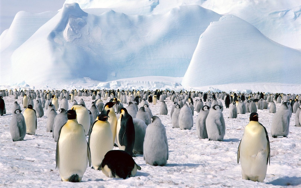 Penguin Foto Wallpaper #16 - 1280x800